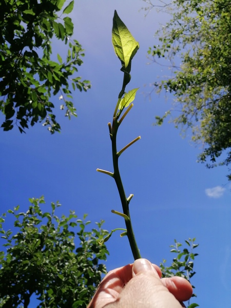 414644_oak-leaf-papaya-cutting