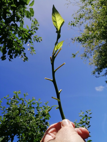 Female oak leaf papaya cutting