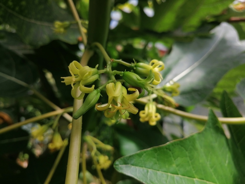 Oak Leaved Papaya