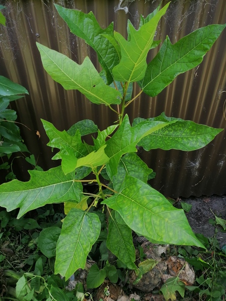 Female oak leaf papaya cutting