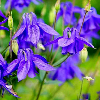 Columbine Seeds