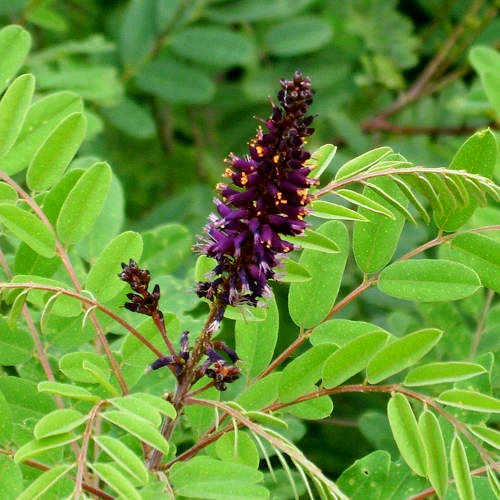 2023/48141_False-Indigo-Amorpha-fruticosa