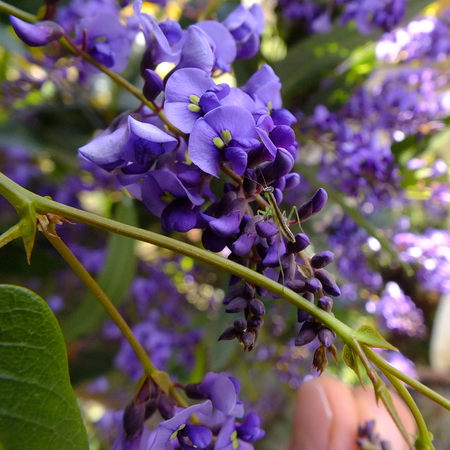 2023/48141_Hardenbergia