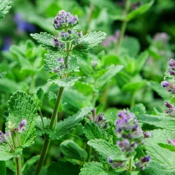 48141_Herbs_Catnip