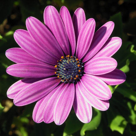 Osteospermum