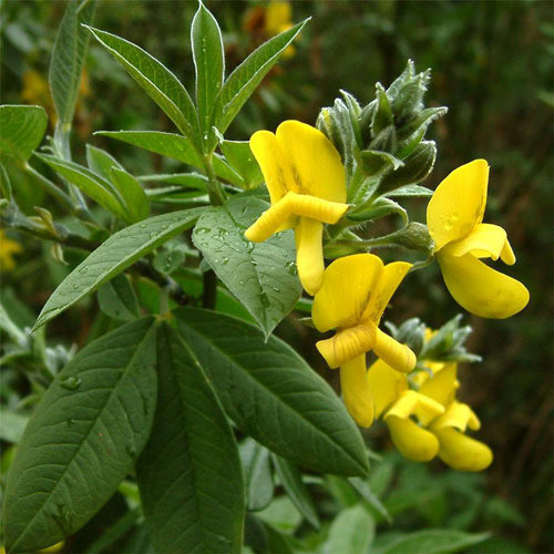 Piptanthus nepalensis seeds