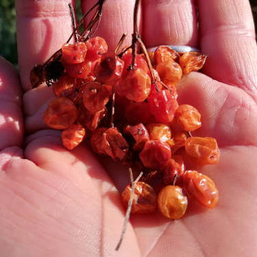 Viburnum trilobum dried fruit with seeds