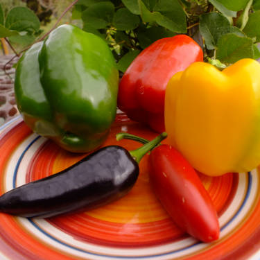 Assorted capsicum seed