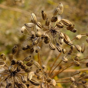 Fennel Seeds