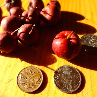 Large fruited thornless hawthorn seeds