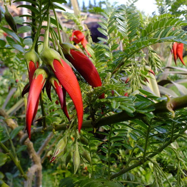 Kakabeak seeds