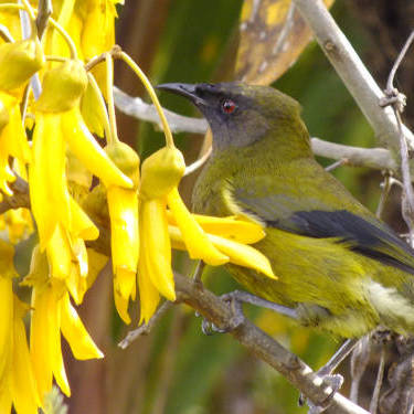 Kowhai seeds