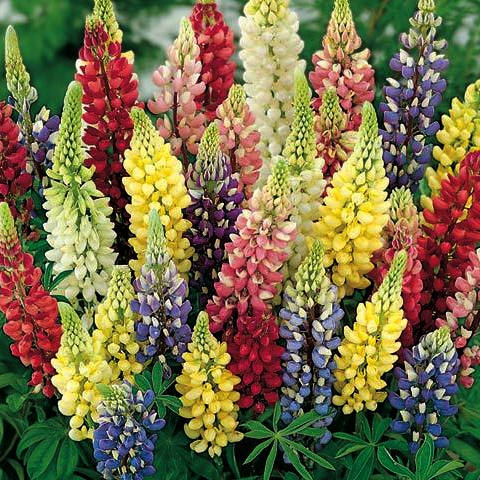 Russell Lupin Seeds