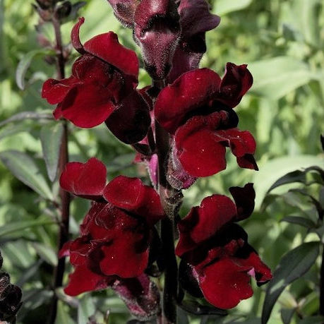 Snapdragon seeds