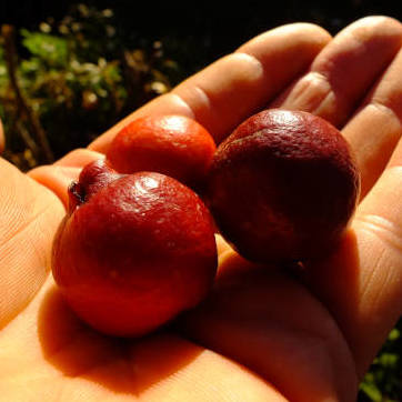 Red cherry / strawberry guava