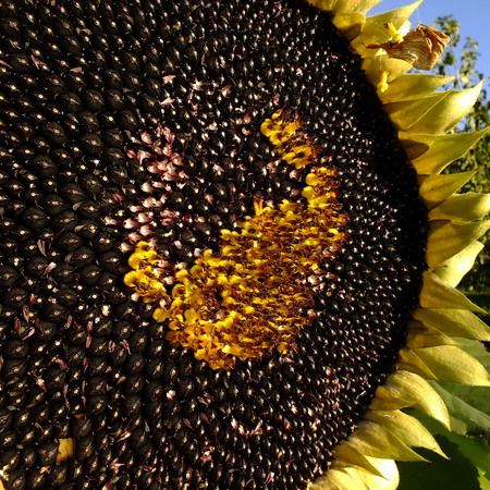 Hopi Black Dye Sunflower