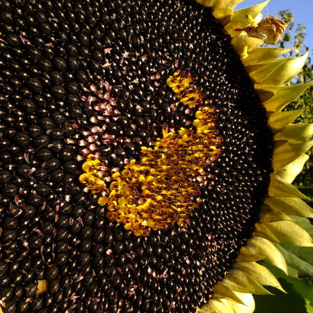 Hopi Black Dye Sunflower Seeds