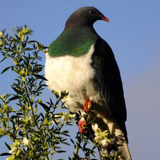 2023/48141_tagasaste_kereru