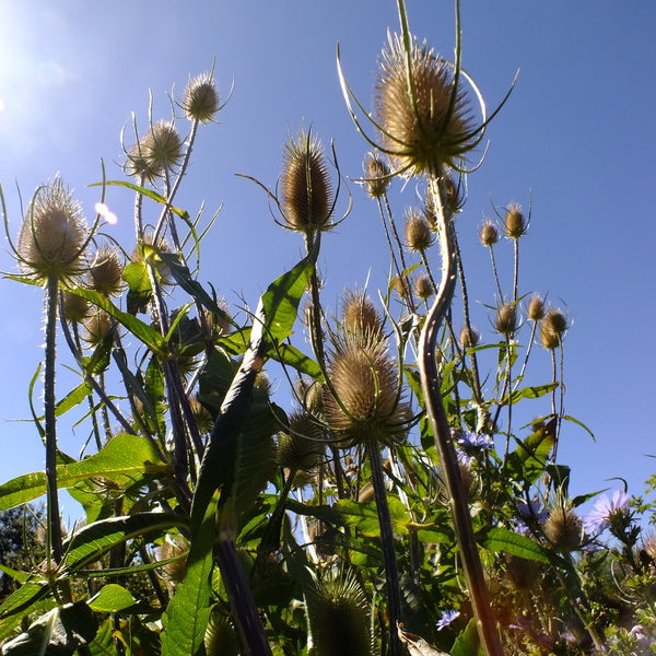 Teasel Seeds