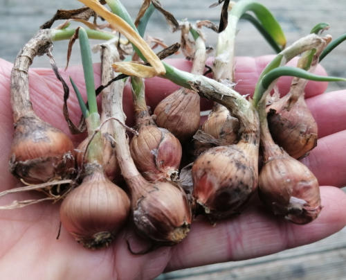 Egyptian walking tree onion bulbs