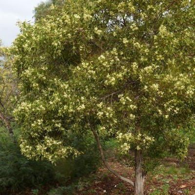 Tasmanian Blackwood Seeds