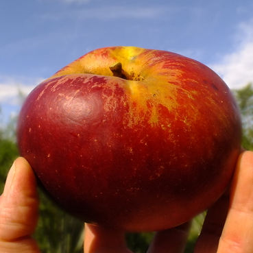 Cooking / preserving apples