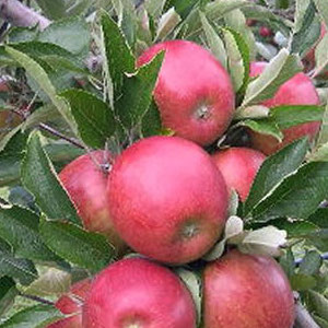 Apple - Braeburn scion / bud wood