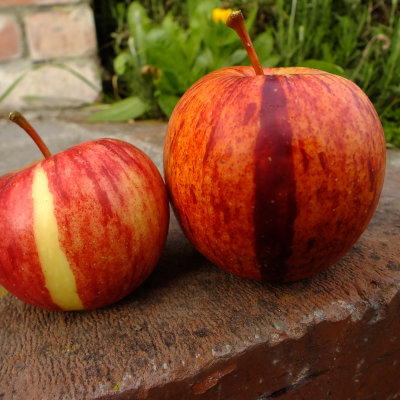 Apple - Royal Gala scion / bud wood