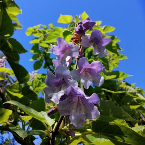 Paulownia Seed