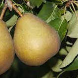 Pear - Beurre Hardy scion / bud wood