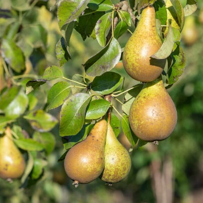 Pear - Conference scion / bud wood