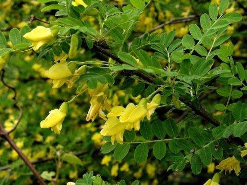 siberian-pea-shrub