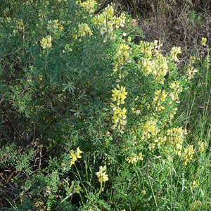 Yellow bush / tree lupine