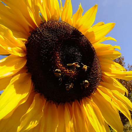 48141_sunflower-bees