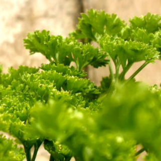 Parsley seeds (mixed)