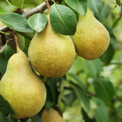 Pear - Doyenne du Comice scion / bud wood