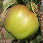 Apple - Freyberg scion / bud wood