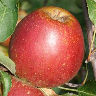 Apple - Tydeman's Late Orange scion / bud wood
