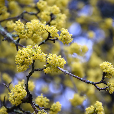 48141_Cornelian-cherry-flowers