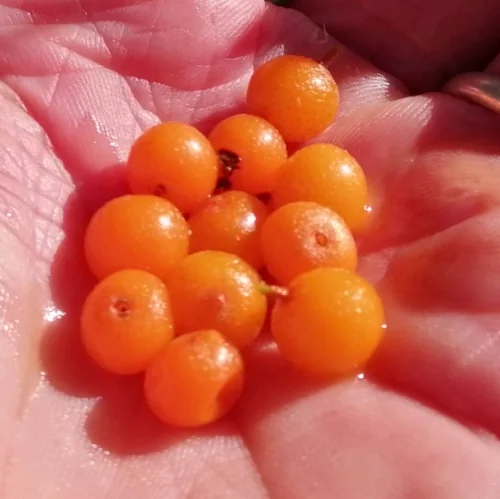 48141_Hippophae-rhamnoides-Sea-Buckthorn-berries