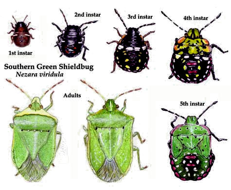 Nezara viridula - Shield, stink or green vegetable bugs