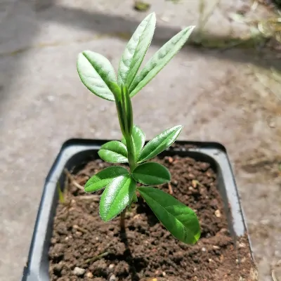 Piptanthus nepalensis seeds