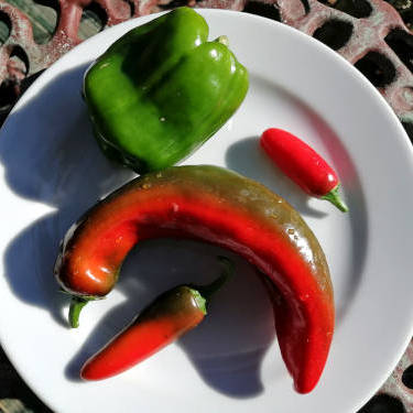 Assorted capsicum seed