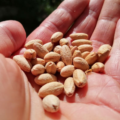 Cornelian cherry seeds