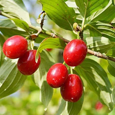 Cornelian cherry seeds