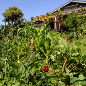 Water harvesting and edible landscape design service