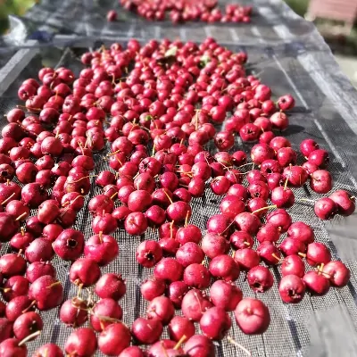 Large fruited thornless hawthorn seeds