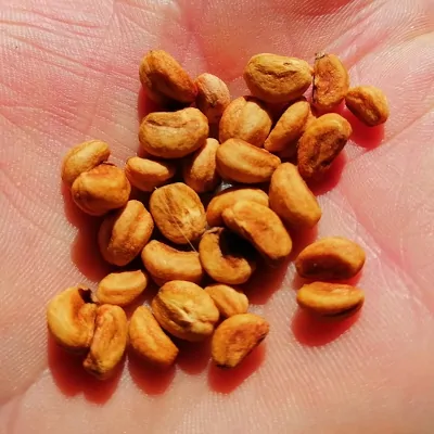 Large fruited thornless hawthorn seeds