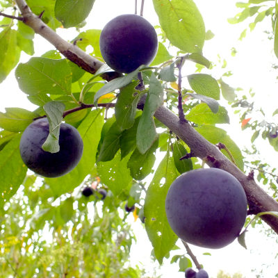 MacVerna Plum