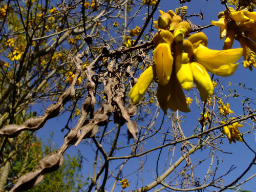 48141_north-island-kowhai-flowers